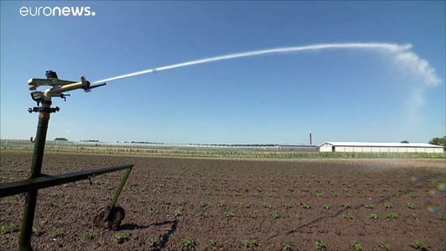 Засуха в Восточной Европе грозит значительной потерей урожая