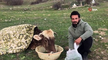 Hasta ineğin başında nöbet tutuyor