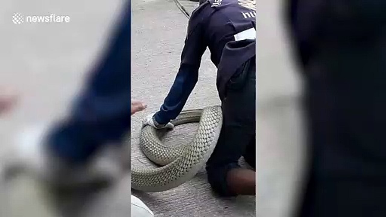 Massive king cobra caught in woman's home in Thalland