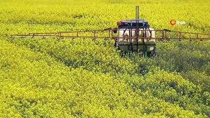 Tekirdağ'da sarı bahar
