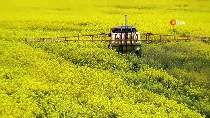 Tekirdağ'da sarı bahar