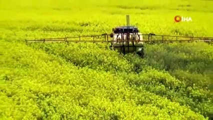 Tekirdağ'da sarı bahar