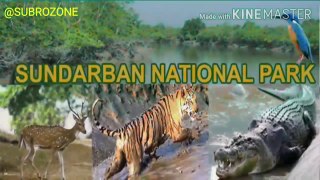 SUNDARBAN : It's Not About The Tiger Only | Sundarban National Park | The Royal Bengal Tigers | Subrozone