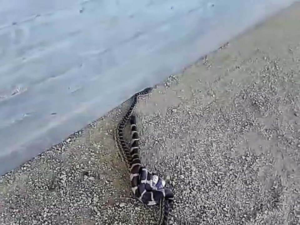 California Kingsnake's Gopher Snake Meal
