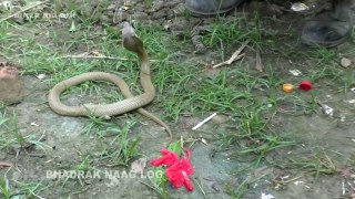 Injured Cobra Snake Treatment And Rescue From- Dolapati, Bonth, Bdk