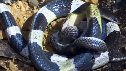 RARE FOOTAGE Extremely Venomous Malayan Krait attacks Sunbeam Snake_2