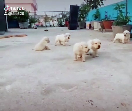 cute labrador puppies
