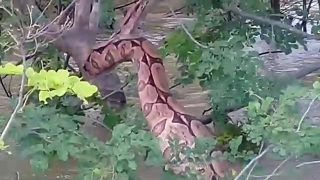 Popular flagra jiboia em riacho na cidade de Pombal
