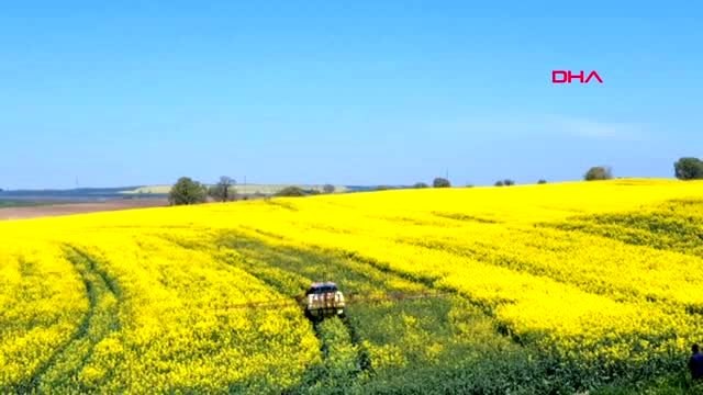 Kanola tarlaları, Tekirdağ'ı sarıya boyadı