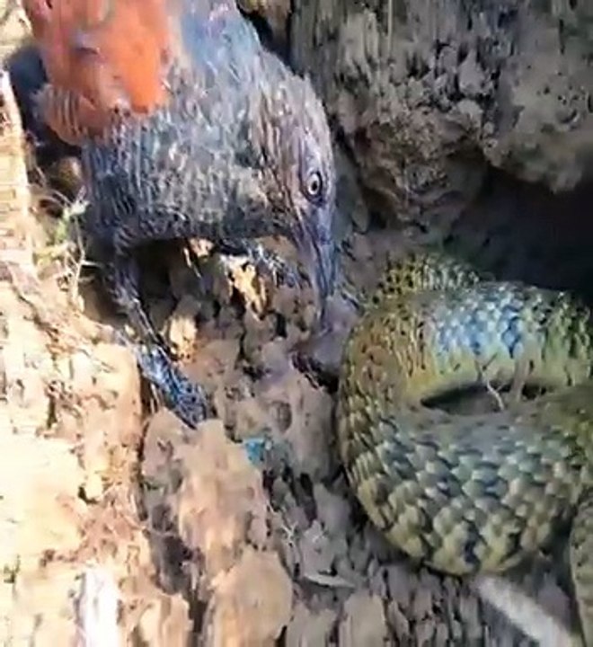 Bird vs snake fight