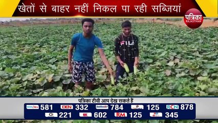 लॉकडाउन ने हजारों बीघा बाड़ी कर दी बर्बाद