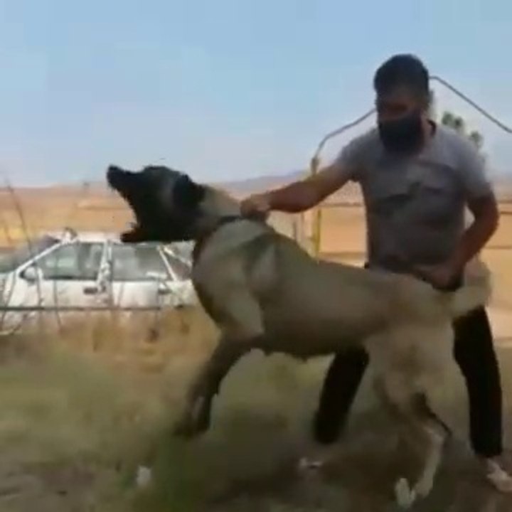 DiSi ADAMCI ANADOLU COBAN KOPEGi - ANGRY FAMELA ANATOLiAN SHEPHERD DOG