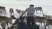 Sweden reindeer herders face revenge attacks after landmark case
