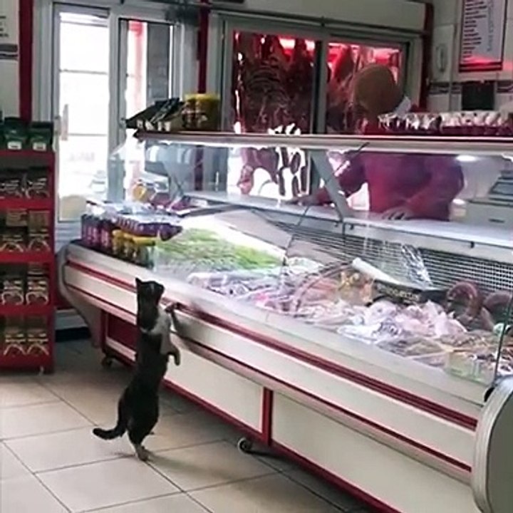 Ce chat adorable demande à manger au boucher du coin