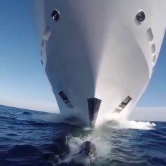 Un dauphin fait la course avec un bateau
