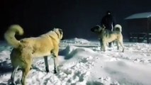 DEV KANGALLARIN AGIR ATISMALARI - GiANT KANGAL SHEPHERD DOG VS