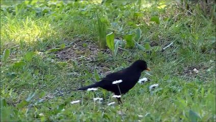 Merle noir chasse un ver de terre