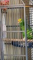 Tico the Parrot Sings Along with Dad