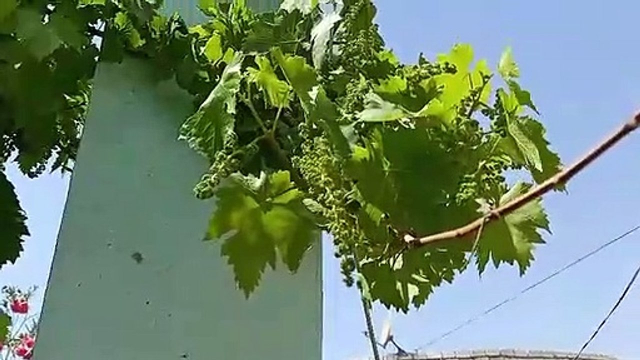 my lovely video