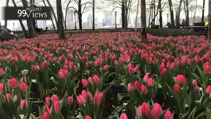 pemandangan di new York //park Apenue