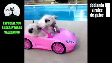 Humor viral animales, si te ríes pierdes