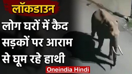 Coronavirus Lockdown के बीच खाली सड़कों पर आराम से घूम रहे Elephants | वनइंडिया हिंदी