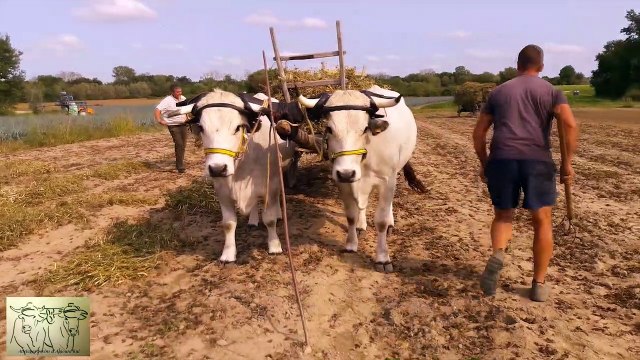 Récoltes des haricots petits riz Chez Laurent Janaudy à Manziat (01) janaudy
