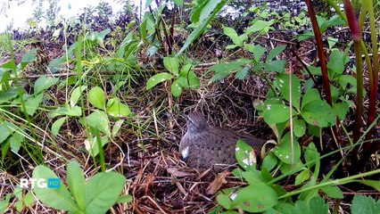 043 Тайны птичьих гнезд на Белом море