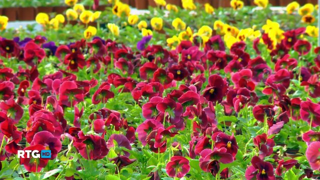 045 Краснодар - город цветов