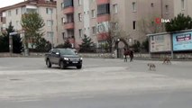 Boş kalan cadde ve sokaklarda başıboş atlar ve köpekler kamerada