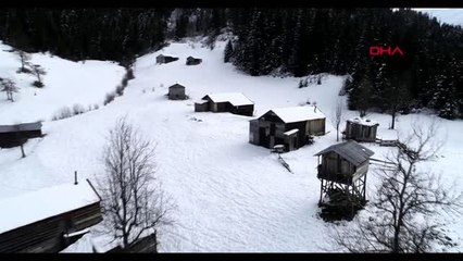 TRABZON Koronavirüsünden korunmak için yaylada kalıyorlar