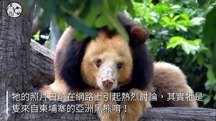 petmao_nownews-copy4-20200426-17:01