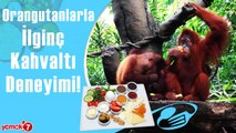Orangutanlarla İlginç Kahvaltı Deneyimi!