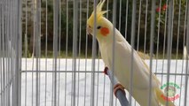 Best Talking Cockatiel