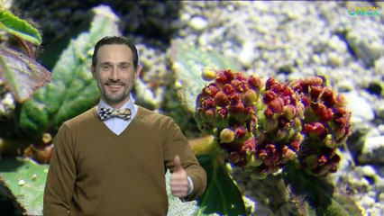 इस पौधे का फायदा जानकर दंग रह जायेंगे आप, पत्ते से लेकर जड़ तक सब हैं उपयोगी || Unick Health Power