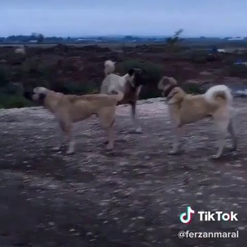 KANGAL ve COBAN KOPEKLERi BiRARADA - KANGAL and SHEPHERD DOGS TOGETHER