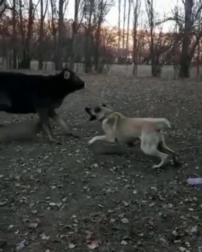 COBAN KOPEGi ve BOGA KARSI KARSIYA - ANATOLiAN SHEPHERD DOG and BULL FACE TO FACE