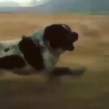 KIZDIRILAN iRAN COBAN KOPEKLERi PES ETMEDi - VERY ANGRY PERSiAN SHEPHERD DOGS