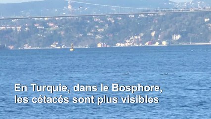 Coronavirus: en Turquie confinée, les dauphins profitent d'un trafic réduit sur le Bosphore