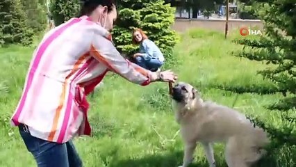 Aç kalan sokak hayvanlarını beslediler