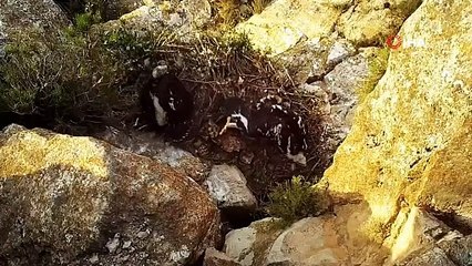 Kaya kartalları, yuvaya yerleştirilen kamera ile takip edildi