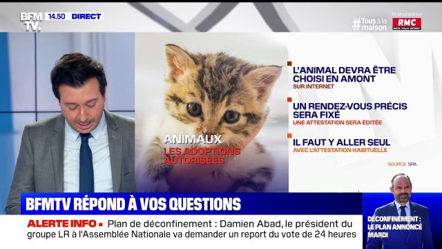 Puis-je aller récupérer un chat dans un refuge ?