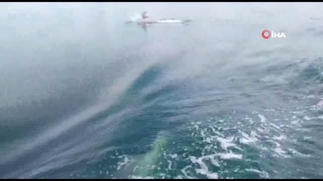 İzmit Körfezi'nde yunuslar deniz yüzeyi temizleme aracıyla yarıştı