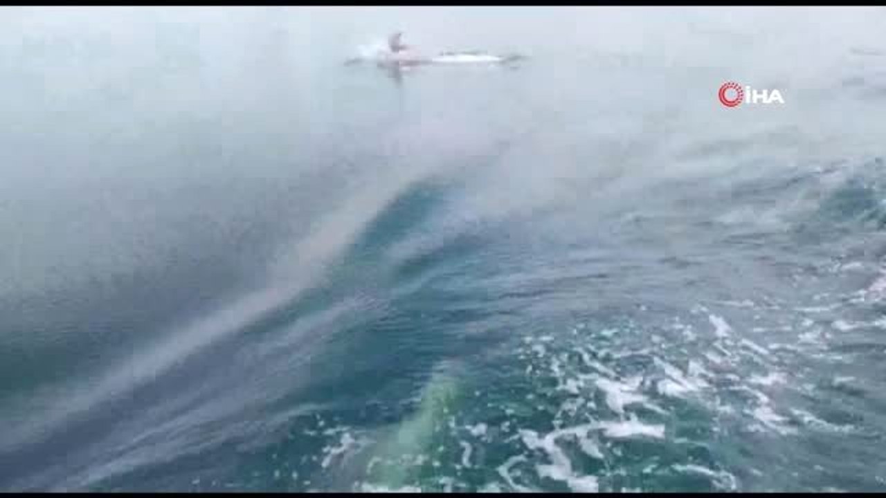 İzmit Körfezi'nde yunuslar deniz yüzeyi temizleme aracıyla yarıştı