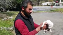 Şişli’de yavru köpeklere belediye ekipleri sahip çıktı