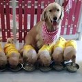 Cucciolo tenero ! Golden Retriever Parents And Their Loving Puppies