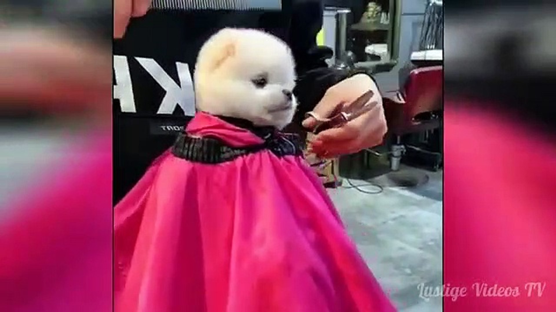 cute cats! Funny animals! Cute pets