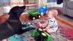 Dogs and Babies are Best Friends - Dogs Babysitting Babies Video