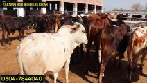200 Calves Farm in Okara _ Bachra Farming Tips _ Wacha Farming in Punjab_HIGH