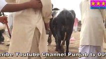 NILI RAVI HIGH DEMAND Buffalos Rs In Pakistan viral video  أفضل جاموس By Three S